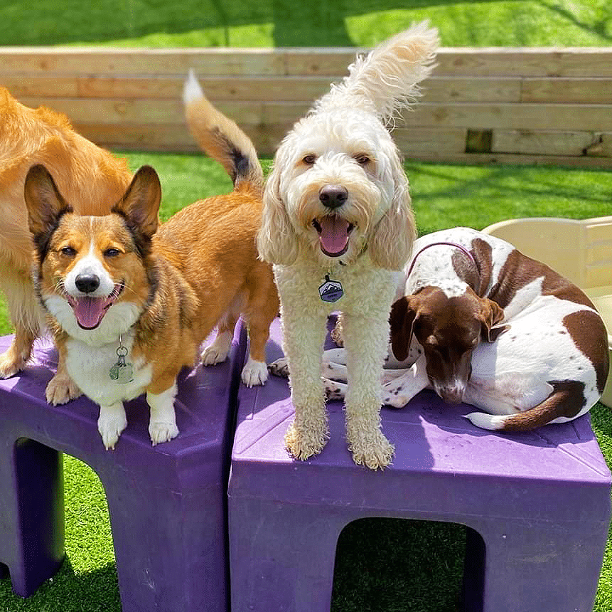 a dog playgroup during a sunny day
